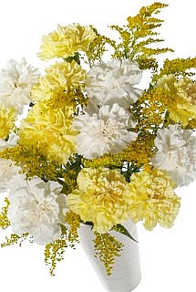 carnations 