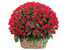 80 roses in a basket
